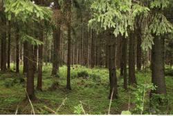 Photo Textures of Forest